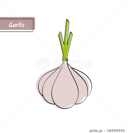 Vegetable education card with isolated garlic Vegetable education card with isolated garlic 38899940