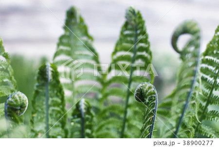 Landscape is summer. Green trees and grass in a Landscape is summer. Green trees and grass in a 38900277