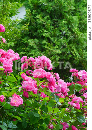 ガーデニングに最適なローズピンクのバラ 38900374