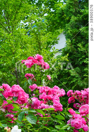 ガーデニングに最適なローズピンクのバラ 38900376