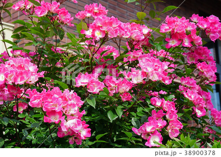 ガーデニングに最適なローズピンクのバラ 38900378