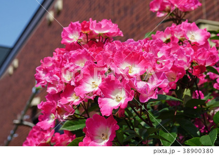 ガーデニングに最適なローズピンクのバラ 38900380