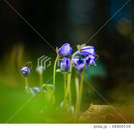 Hepatica Nobilis Flowers Hepatica Nobilis Flowers 38900556