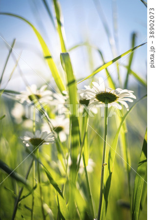 white daisies on blue sky white daisies on blue sky 38902073