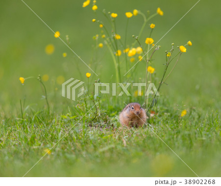 Lone Squirrel 38902268