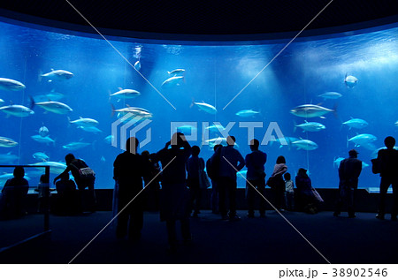 マグロ大水槽 葛西臨海水族園 の写真素材