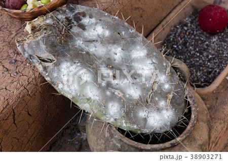 Cottony Cushion Scale Cottony Cushion Scale 38903271