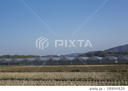 ビニールハウス 38904820