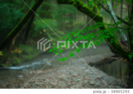 男池湧水群 新緑 原生林 男池湧水群 新緑 原生林 38905293