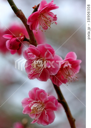 見頃の紅梅　小金井公園 38906308