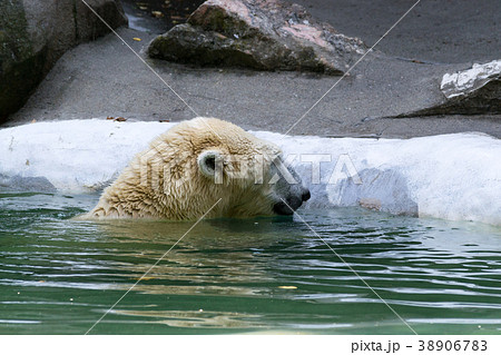 Polar bear in captivity 38906783
