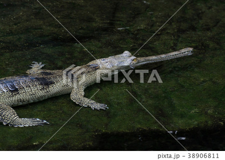 Slender-snouted crocodile in the water 38906811