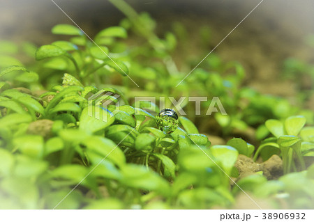 水草の気泡 光合成イメージの写真素材