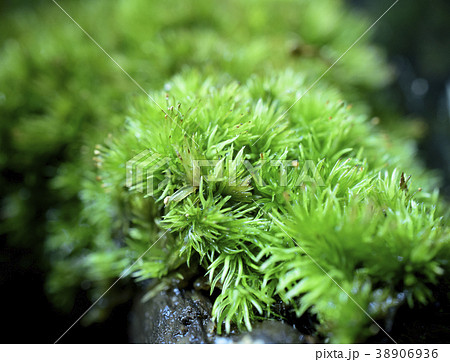 アクアテラリウムイメージ 水上部の苔の写真素材