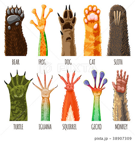 Animal paw vector animalistic pets claw or hand of Animal paw vector animalistic pets claw or hand of 38907309