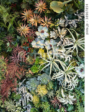 観葉植物の寄せ植え 観葉植物の寄せ植え 38907854