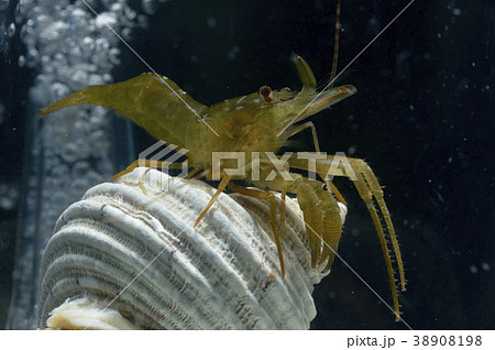 アシナガモエビモドキの写真素材