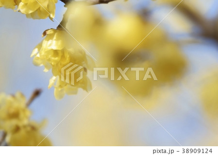 黄色く香り高いロウバイの花 38909124