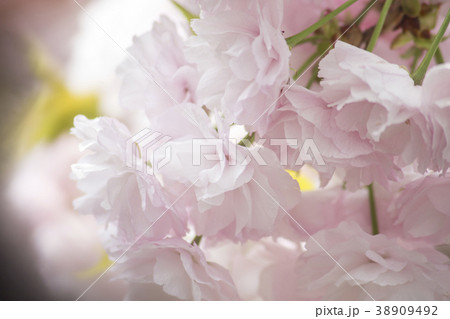 八重桜 八重桜 38909492