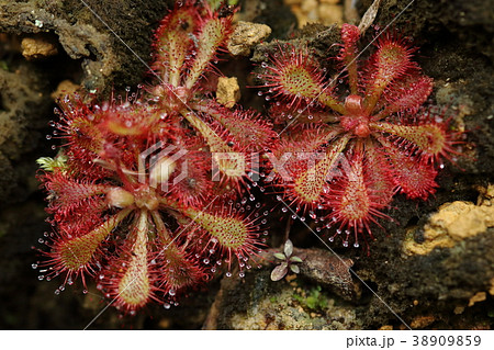 自然　植物　コモウセンゴケ、珍しい植物の様に思われますが東北地方から南西諸島まで分布するそうです 38909859