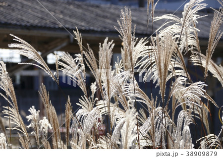 ススキ ススキ 38909879