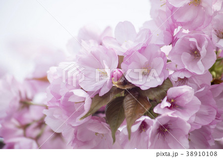 八重桜 八重桜 38910108