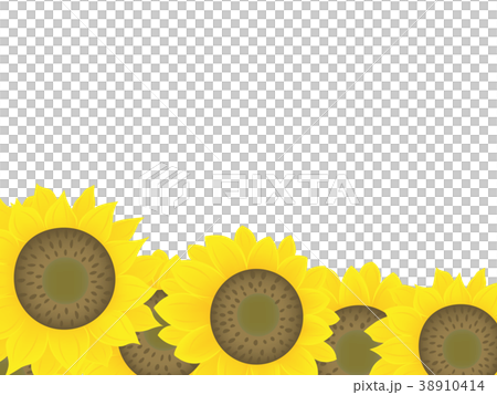 夏 大きいひまわり 背景 イラストのイラスト素材 [38910414] - PIXTA