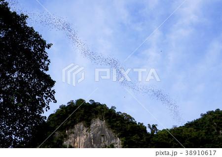 コウモリのドラゴンダンス　グヌンムル国立公園 38910617