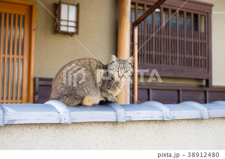 猫 38912480