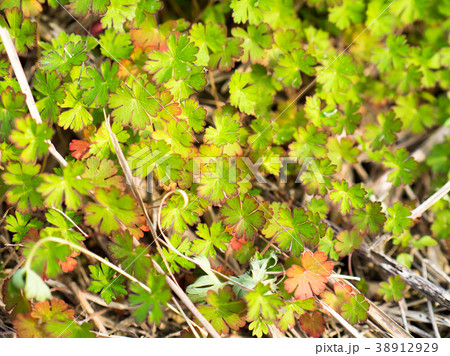 赤色 赤 赤い 38912929