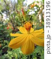 Yellow flowers are in the garden. 38913196