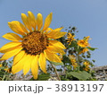 Yellow flowers are in the garden. 38913197