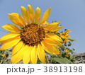 Yellow flowers are in the garden. 38913198