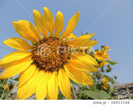 Yellow flowers are in the garden. Yellow flowers are in the garden. 38913198