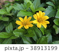 Yellow flowers are in the garden. 38913199