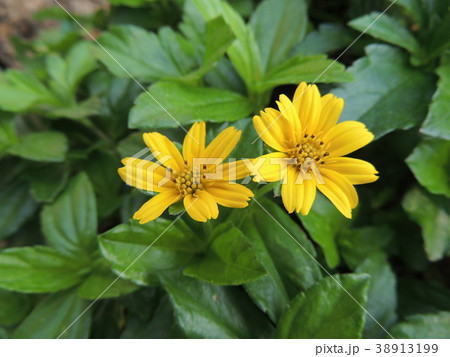 Yellow flowers are in the garden. Yellow flowers are in the garden. 38913199