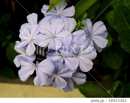 Purple flowers are in the garden. 38913362