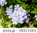 Purple flowers are in the garden. 38913363