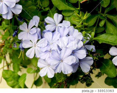 Purple flowers are in the garden. Purple flowers are in the garden. 38913363