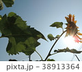 Yellow flowers are in the garden. 38913364