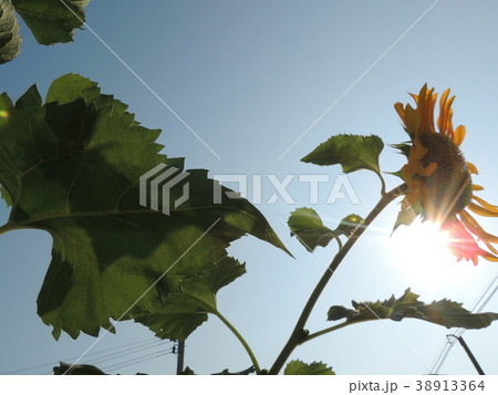 Yellow flowers are in the garden. Yellow flowers are in the garden. 38913364