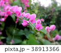 Pink flowers are in the garden. 38913366