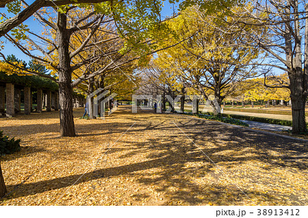 Two rows of ginkgo trees  38913412