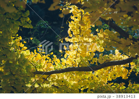 Ginkgo biloba leaves(Autumn leaves) 38913413