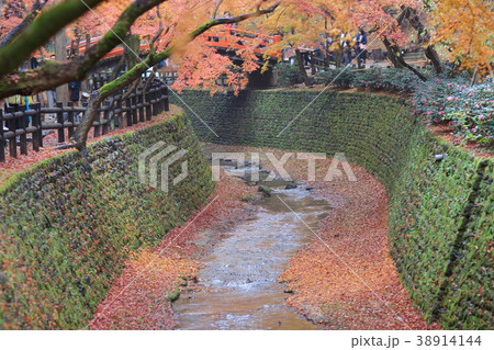 Orange maple tree in autumn season, Orange maple tree in autumn season, 38914144