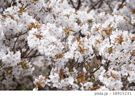 仁和寺の桜（御室有明） 38915231