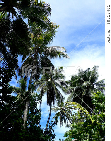 MaldivesMakunuduの椰子の風景 38915461