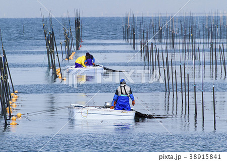 三池港　海苔摘み、 38915841