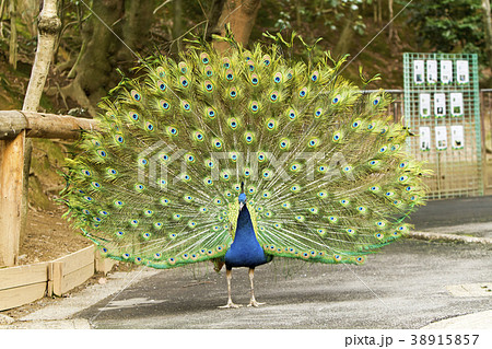 大牟田市動物園　クジャク、 38915857