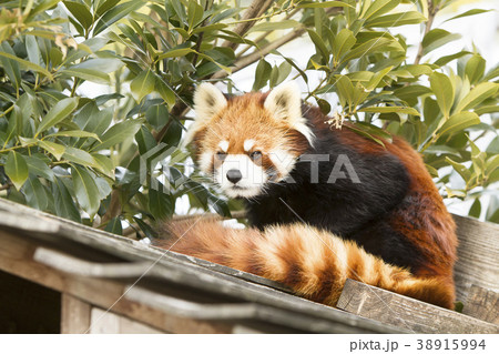 大牟田市動物園 レッサーパンダ、 大牟田市動物園 レッサーパンダ、 38915994